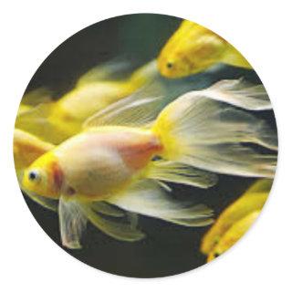Goldfish sticker