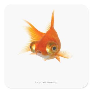 Goldfish with Big eyes Square Sticker