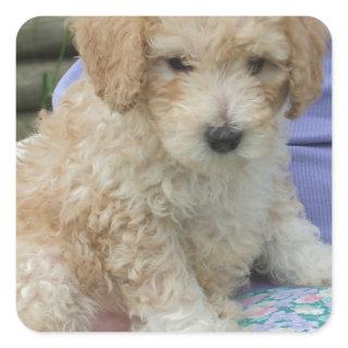 Gorgeous cavapoo puppy looking your way, isolated square sticker