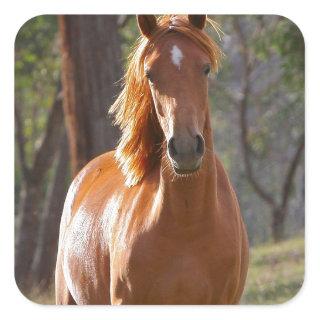 Gorgeous Chestnut Brown Horse in Field Square Sticker