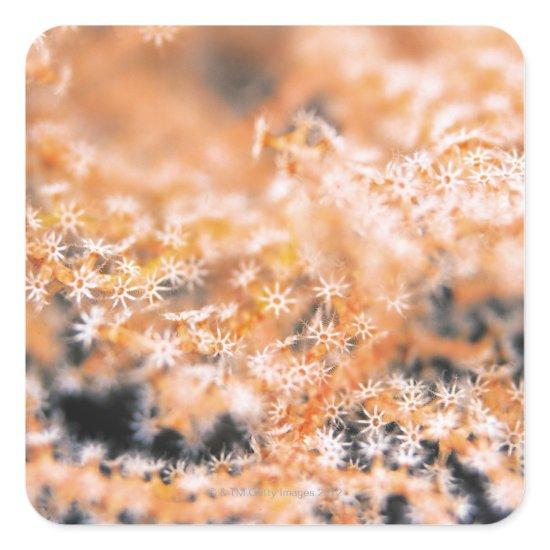Gorgonian coral 2 square sticker