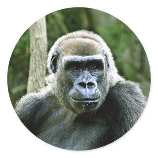 Gorilla Profile Stickers
