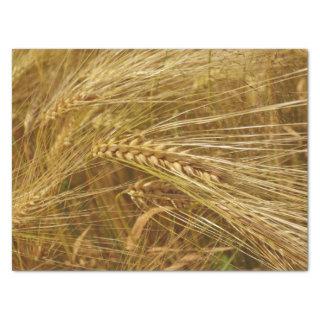 Grains of wheat in the field.  It’s Harvest Time!  Tissue Paper