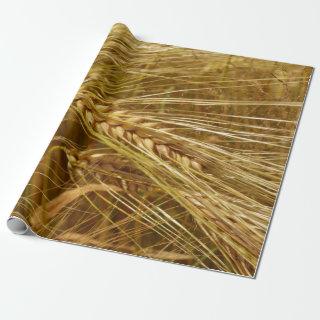 Grains of wheat in the field.  It’s Harvest Time!
