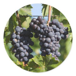 grape and vineyard classic round sticker