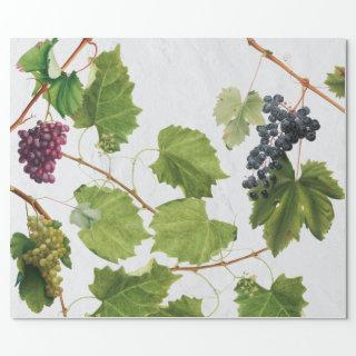 Grapes Vineyard Mediterranean Greek Island