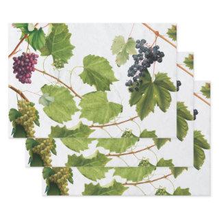 Grapes Vineyard Mediterranean Greek Island   Sheets