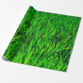 Grass field meadow lawn growth