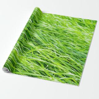 Grass