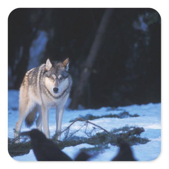 gray wolf, Canis lupus, in the foothills Square Sticker