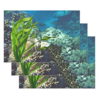 Great Barrier Reef  Sheets