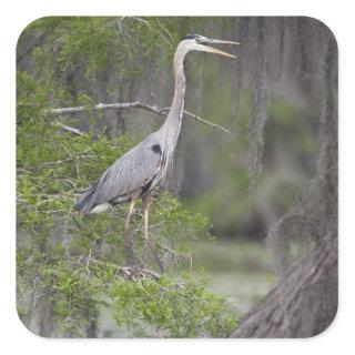 Great Blue Heron calling form cypress tree Square Sticker
