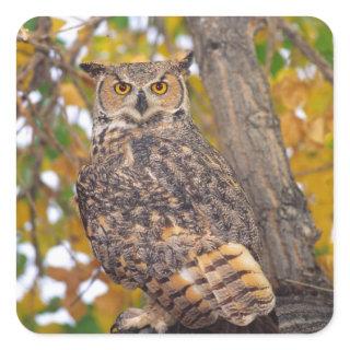 Great Horned Owl Square Sticker
