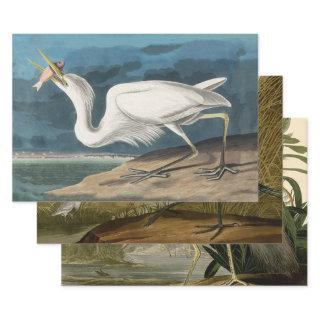 Great White Heron Audubon Bird Wildlife Painting  Sheets