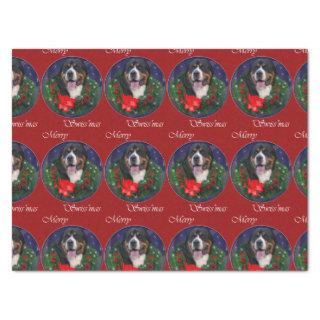 Greater Swiss Mountain Dog ChristmasTissue Paper