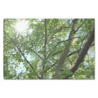 green birch on tree against blue sky tissue paper