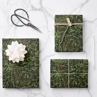 Green Chili Pepper Pattern  Sheets