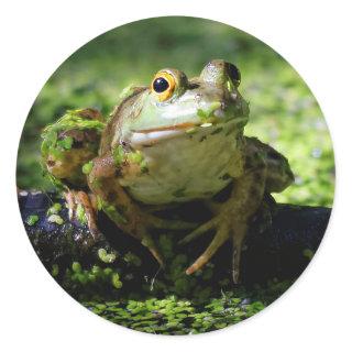 Green Frog Strikes a Pose on the Hose Classic Round Sticker