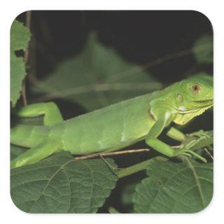 Green Iguana, (Iguana iguana), Common Iguanas Square Sticker