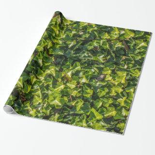 Green Ivy