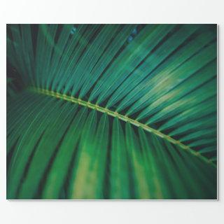 Green Leaf Palm Frond Tropical Nature Photo