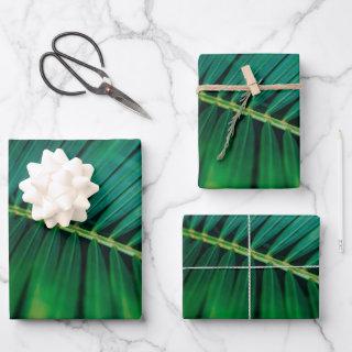 Green Leaf Palm Frond Tropical Nature Photo  Sheets