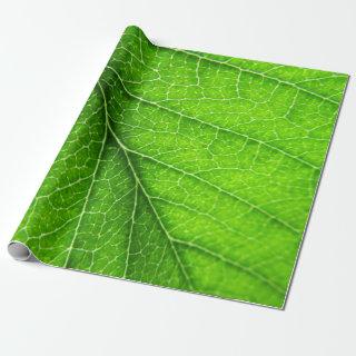 Green leaf texture