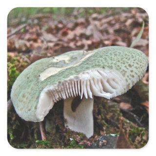 Green Mushroom - Russula crusosa Square Sticker