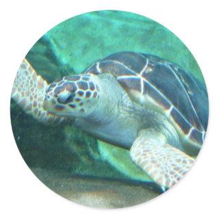 Green Sea Turtle Stickers