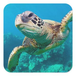 Green Sea Turtle Swimming Over Coral Reef |Hawaii Square Sticker