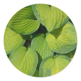 Green spring hosta plant leaves classic round sticker