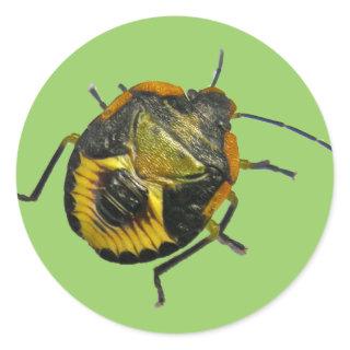 Green Stink Bug Nymph Coordinating Items Classic Round Sticker