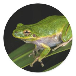 Green Tree Frog (Hyla cinerea) 2 Classic Round Sticker