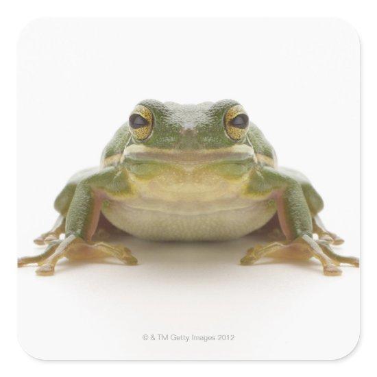 Green tree frog (Hylidae cinerea) Square Sticker