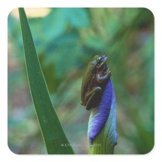 Green Tree Frog on Iris Square Sticker