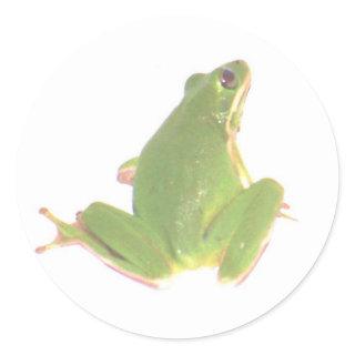 Green Tree Frog Sticker - Small