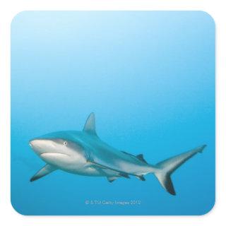 Grey reef sharks (Carcharhinus amblyrhnchos) Square Sticker