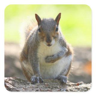 Grey Squirrel - Bute Park, Cardiff, Wales, UK Square Sticker