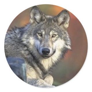 Grey Wolf Stickers