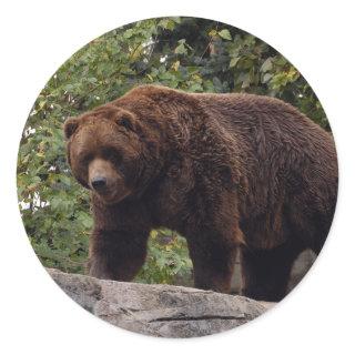 grizzly-bear-004 classic round sticker