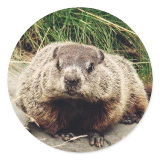 Groundhog Classic Round Sticker