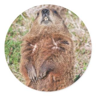 Groundhog Classic Round Sticker