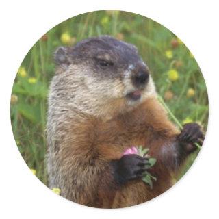 Groundhog Pose Sticker - Closer