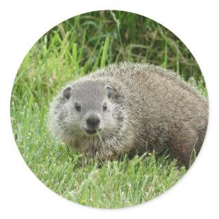 Groundhog Sticker