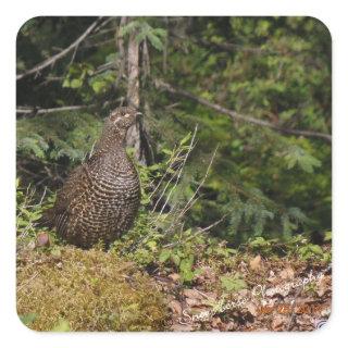 Grouse Hen Square Sticker