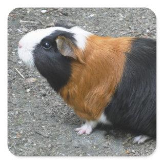 Guinea Pig Photo Square Sticker