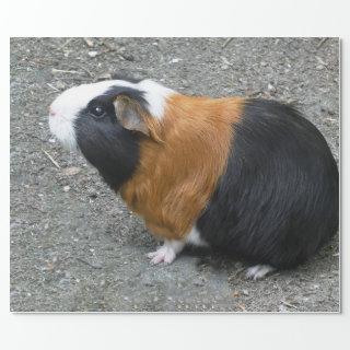 Guinea Pig Photo