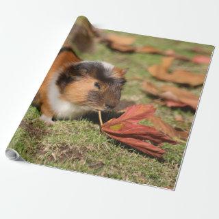 GuineaPig_20181001_by_JAMFoto