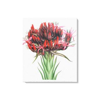 Gymea Lily, 1826 (w/c on paper) Canvas Print