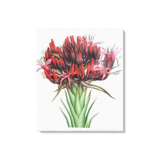 Gymea Lily, 1826 (w/c on paper) Canvas Print